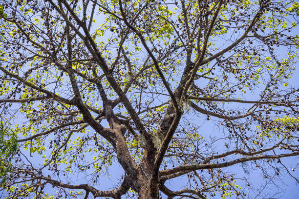 istock Large colony of Indian flying foxes, Pteropus medius, resting in a tree 1488318588