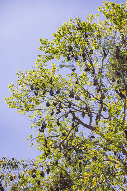 Large colony of Indian flying foxes resting in a tree top during the day in the old city Kandy in the Central Province in Sri Lanka