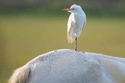 Cattle egret (Bubulcus ibis) cosmopolitan species of heron (family Ardeidae) perched on the back of a horse in the aiguamolls emporda girona spain