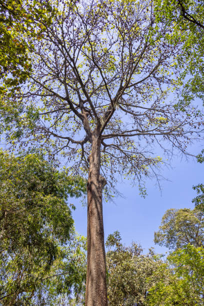 istock Large colony of Indian flying foxes, Pteropus medius, resting in a tree 1488318809