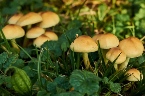 Photo of MUSHROOMS GROWING IN THE FIELD AMONG THE GRASS