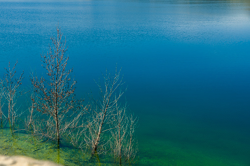 SMALL TREES GROWING IN THE MIDDLE OF THE LAGOON