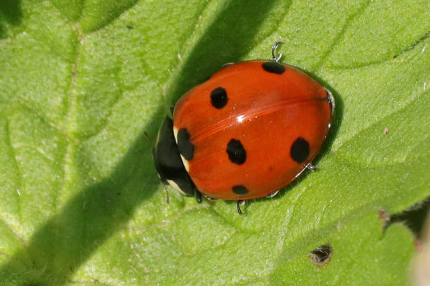 Coccinelle à Sept Points (Coccinella septempunctata) Coccinella septempunctata sur plante non identifiée seven spot ladybird stock pictures, royalty-free photos & images