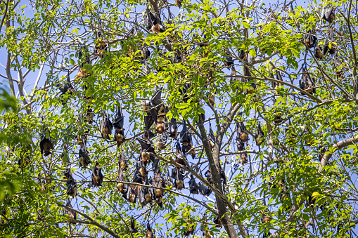 Large colony of Indian flying foxes resting in a tree top during the day in the old city Kandy in the Central Province in Sri Lanka