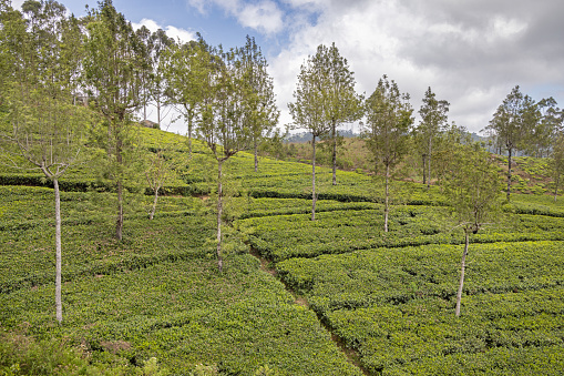 Tea fields on a steep valley side close to Lipton's Seat outside Ella in the Uva Province in Sri Lanka