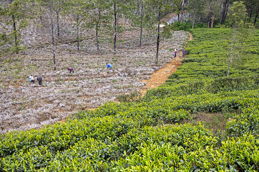 Lipton's Seat, Uva Province, Sri Lanka - February 17th 2023: Men planting new tea bushes on a steep valley side