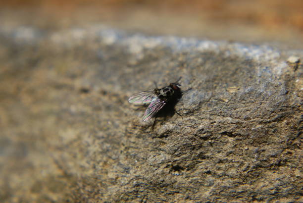 istock Unprocessed macro shot of a fly 1488319919