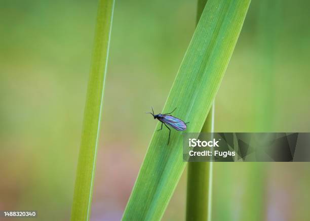 Dark Winged Fungus Gnat Bradysia Paupera Insect Sitting On Grass Stem Animal Background Stock Photo - Download Image Now