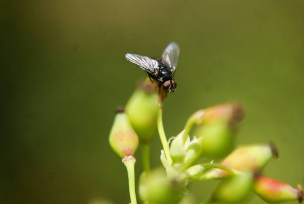 istock Unprocessed macro shot of a fly 1488320385