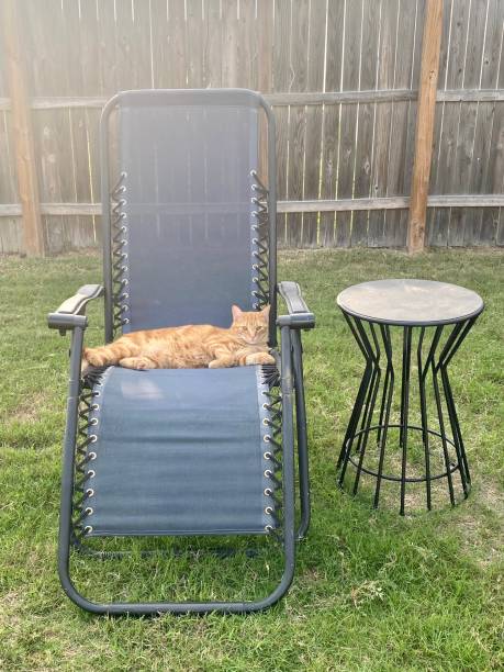 istock Orange tabby cat on lawn chair 1488322810