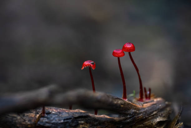 Photo shows a red poisonous mushroom. Clathrus ruber belongs to Basidiomycete fungi. Mushroom grows in jungle. In foreground there is a non-edible mushroom,
