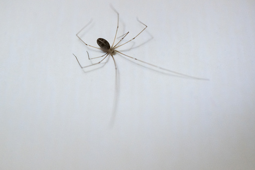 A daddy long legs spider (Pholcus phalangioides) on bathroom tile inside the home.