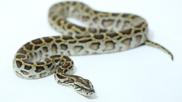 10+ Burmese Python White Background Stock Videos and Royalty-Free ...
