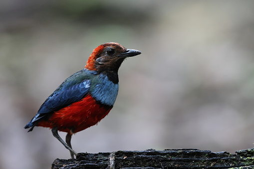 Papuan Pitta or Red-bellied pitta (Erythropitta macklotii) in Papua new guinea