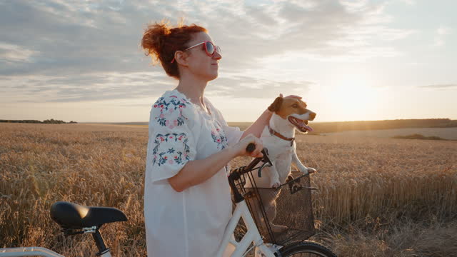 Happy woman walks hugs pet dog Jack Russell in basket bicycle wheat field enjoying with bouquet of field daisies in sunset sunlight in summer. Reloading people among nature. Relax Pet love