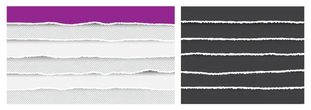 Vector illustration of Double Set of Ripped and Torn Paper Stripes. Texture of Paper with Damaged Edge Isolated on Transparent background.
