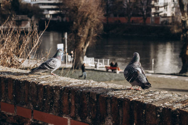 istock Two pigeons sitting on a river bank on a sunny day 1488326787