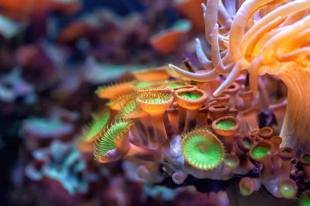 Button zoanthids orange and green polyps in sea. Zoanthus sea anemone in aquarium. Palythoa mutuki colony stock photo