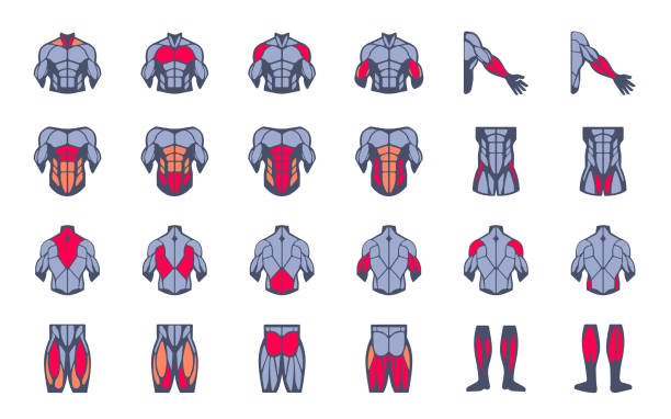 ilustrações de stock, clip art, desenhos animados e ícones de muscles illustration icon set. it included the workout, human body parts, anatomy, and more icons. - human muscle human arm muscular build body building