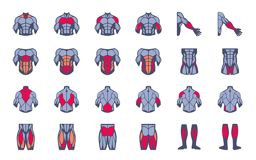 Muscles illustration icon set. It included the workout, human body parts, anatomy, and more icons.