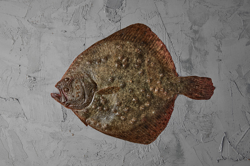 Turbot Over Gray Background