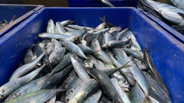istock Indian Mackerel or Bangda fish raw in a fish market. 1488329561