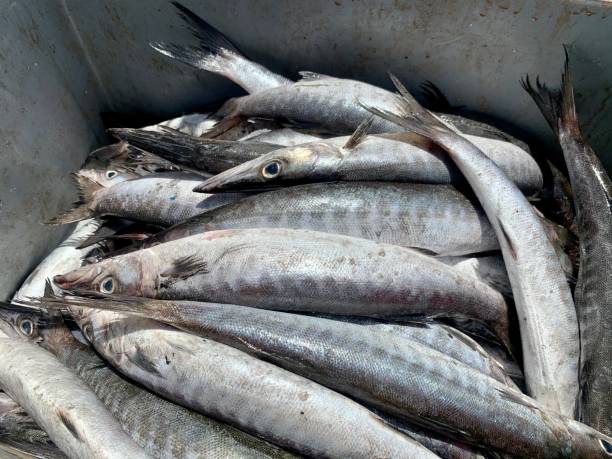 istock Barracuda,  Tou, Toll,  Tonki - The barracuda is a ray-finned fish, a saltwater fish. 1488329615