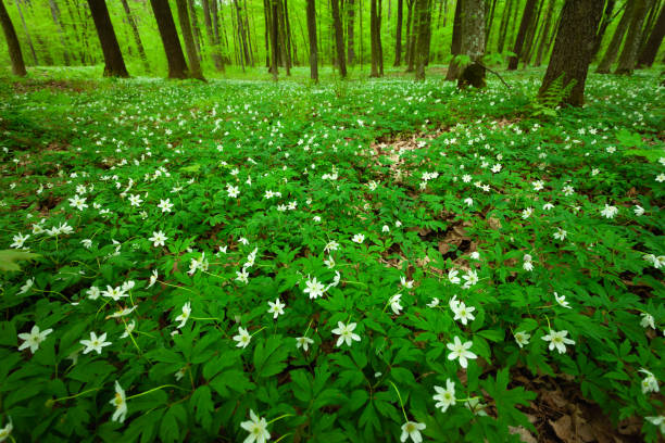istock Green meadow with white anemones in the forest 1488330212