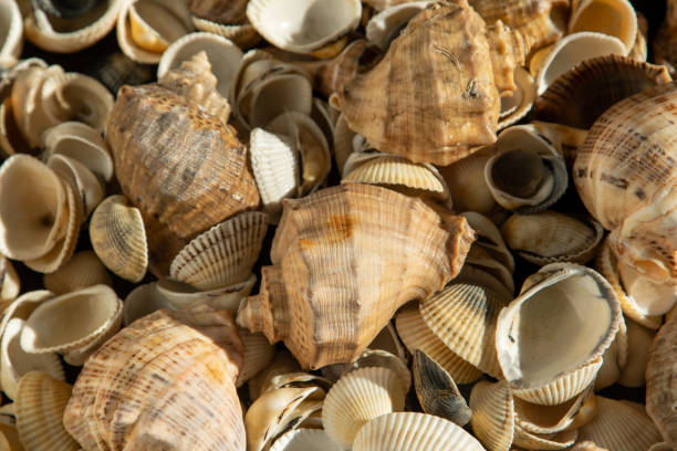 istock Sea shells on the beach. Summer background. Rapan shell. Beige light color. Aesthetic minimalism. Nature beauty. 1488330293