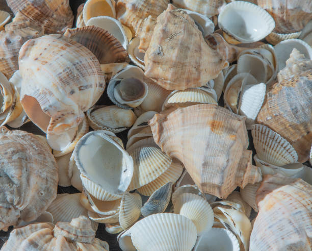 istock Sea shells on the beach. Summer background. Rapan shell. Beige light color. Aesthetic minimalism. Nature beauty. 1488330295