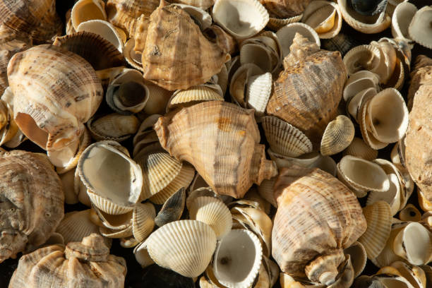 istock Sea shells on the beach. Summer background. Rapan shell. Beige light color. Aesthetic minimalism. Nature beauty. 1488330311
