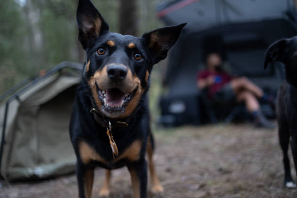 Австралийская келпи собака Австралийская келпи собака