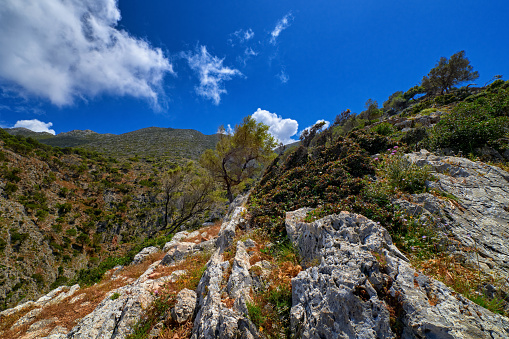 Typical Greek or Cretan landscape, hill and mountains with fresh spring foliage, bushes, rocky slopes, wind-bent olive trees. Clear blue sky with beautiful clouds. Akrotiri peninsula, Chania region, Crete, Greece.