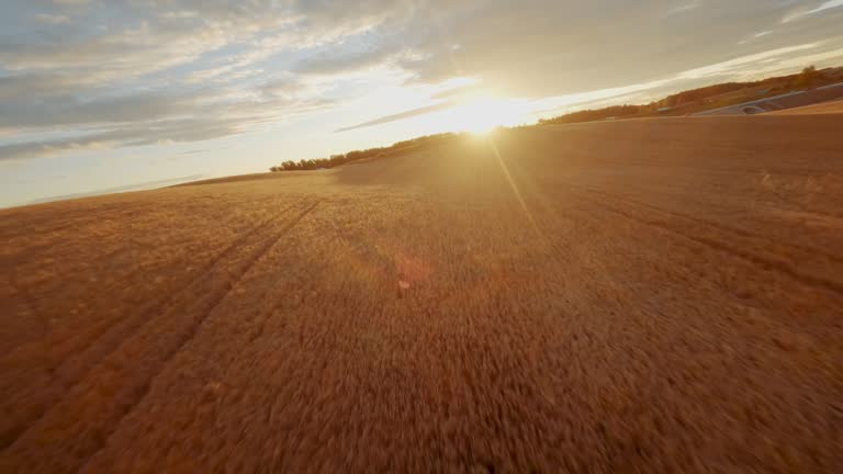 Drone flight first person POV flying over agricultural fields at sunset