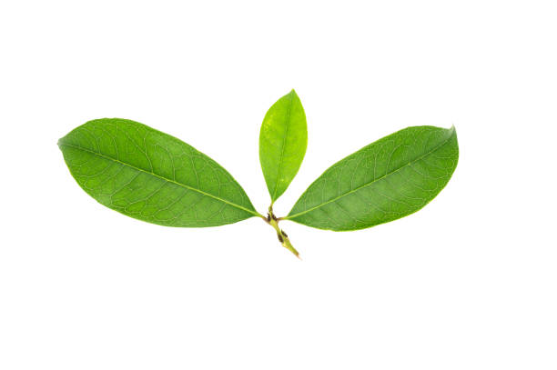 istock Beautiful green leaves on white background 1488332049