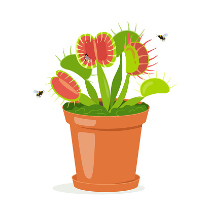 Dionaea muscipula, Venus flytrap in a pot with insects . Vector flat illustration isolated on white background.