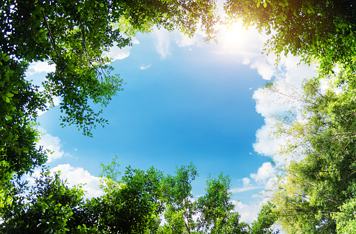 Tops of green trees against the background of blue sky and clouds. Look up. Perspective.