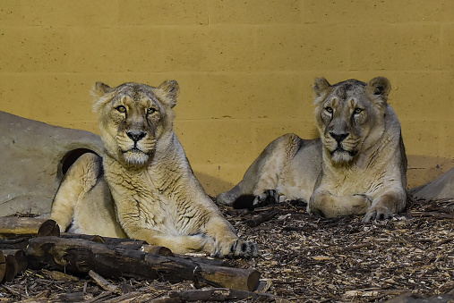 Lioness Sisters looking directly at the camera