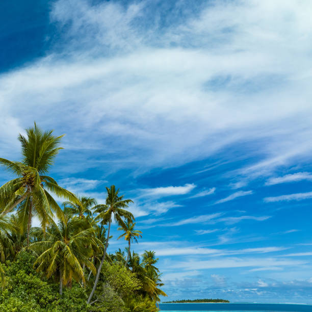 Palm trees on desert island
