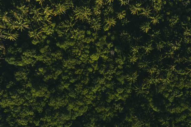 Free Stock Photo of Lush Green Forest With Palm Trees | Download Free ...