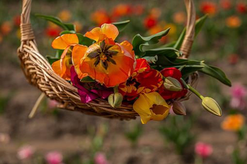 Fresh picked tulips in a basket