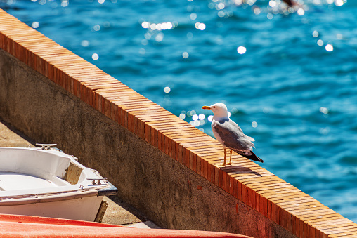 A seagull on a low wall in the port of the small village of Tellaro on a sunny summer day. tourist resort on the coastline of the Gulf of La Spezia, Lerici municipality, Liguria, Italy, Europe.