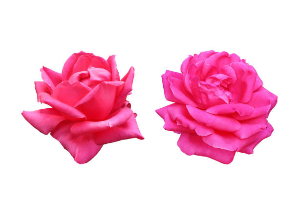 Pink rose flowers isolated on white background