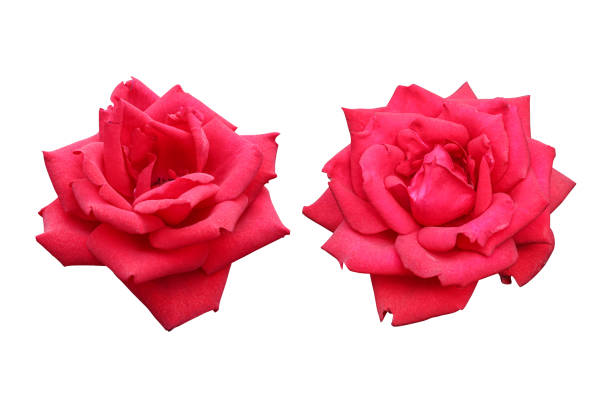 Red rose