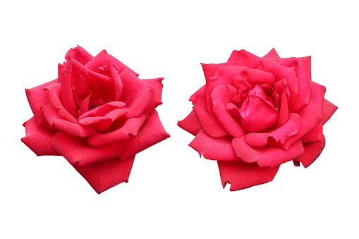 Red rose flowers isolated on white background