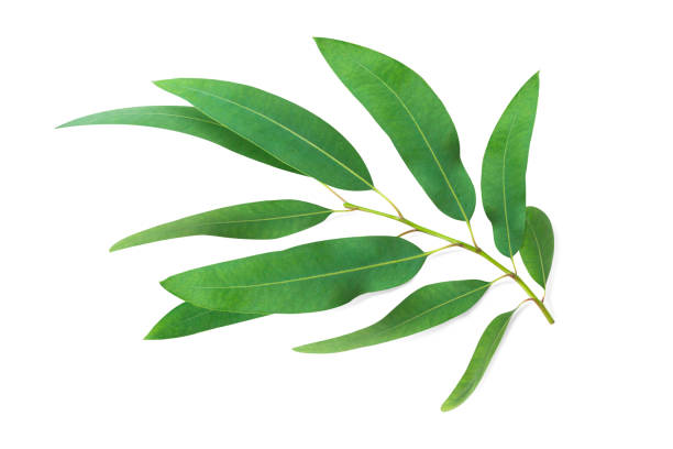 istock Branch and leaves eucalyptus on white background 1488338036