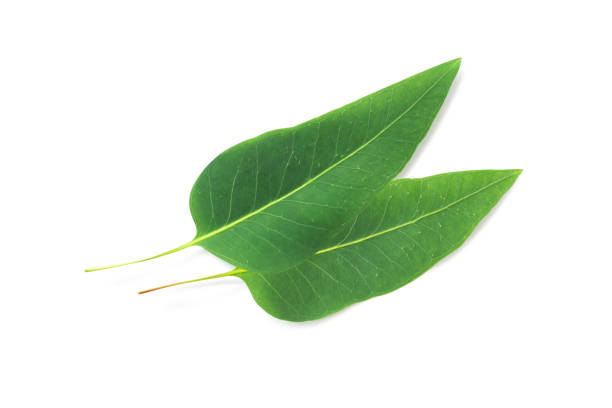 istock Branch and leaves eucalyptus on white background 1488338041