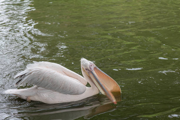 A pelican (pelecanus) swims in a lake for feeding