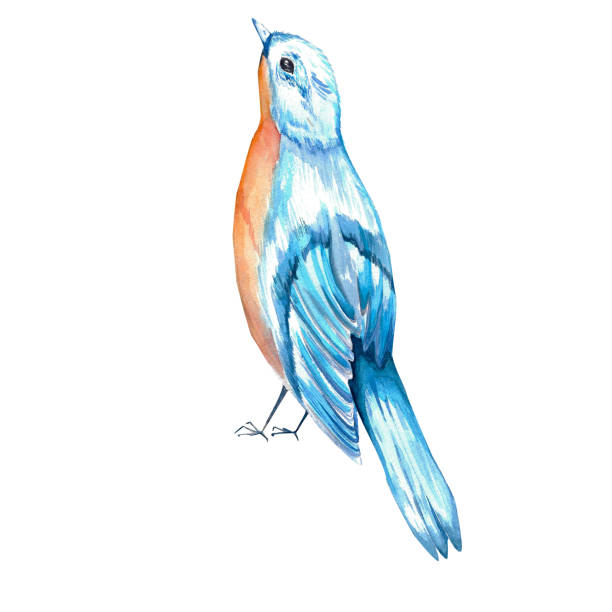 istock a set of watercolor elements. Forest birds, flowers, juniper, rose hips for postcards and design 1488338456