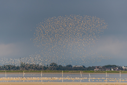 Shorebirds, Dunlin (Calidris alpina) migrating north in the Vacares pond in spring. Saintes Maries de la Mer, Parc naturel regional de Camargue, Arles, Bouches du Rhone, Provence Alpes Cote d'Azur, France.